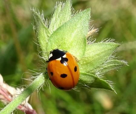 Coccinella septempunctata